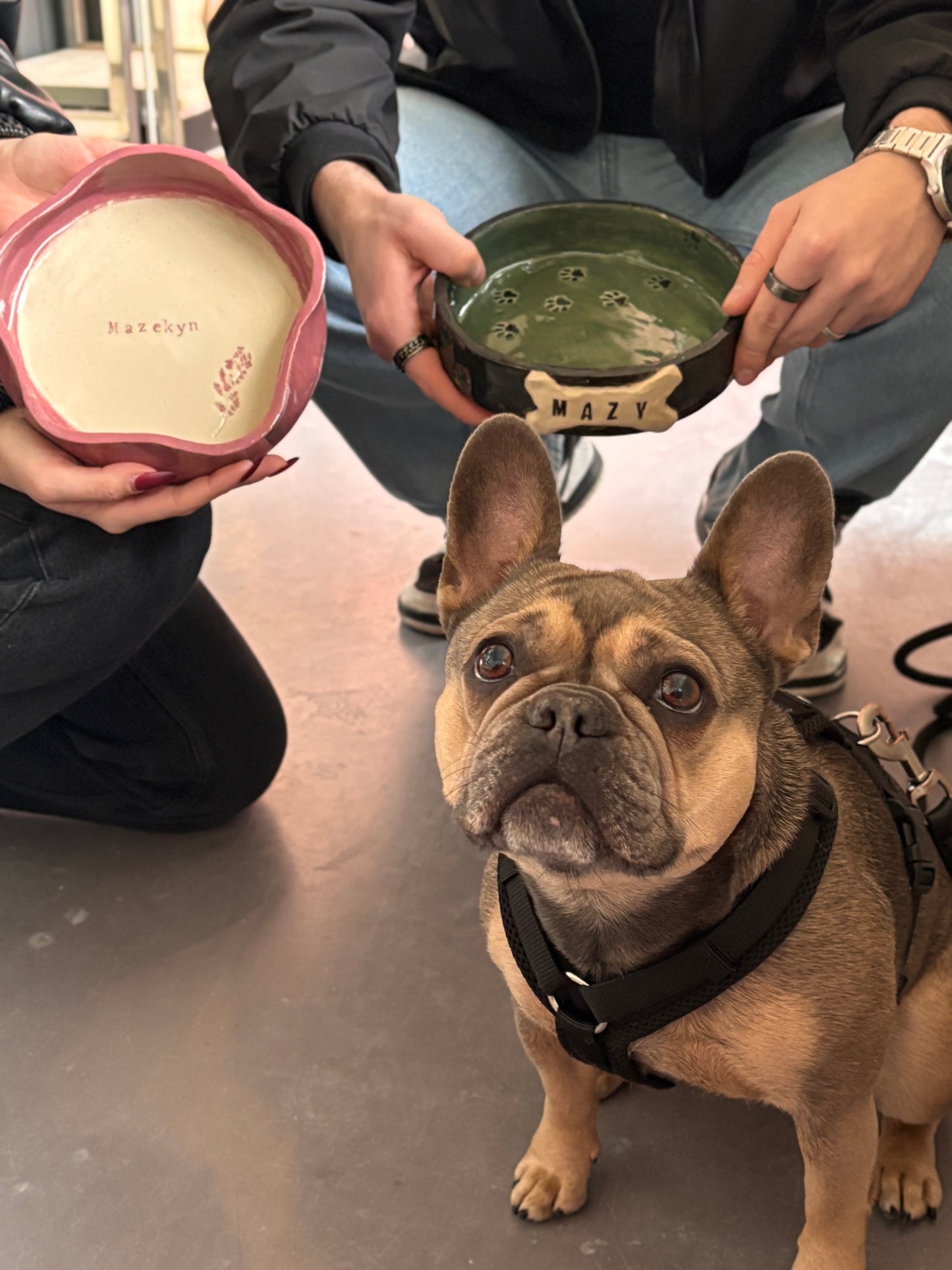 Dog Bowl / Hundenapf bemalen Kurs